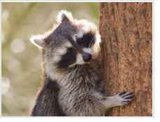 Image of a Racoon climbing a tree