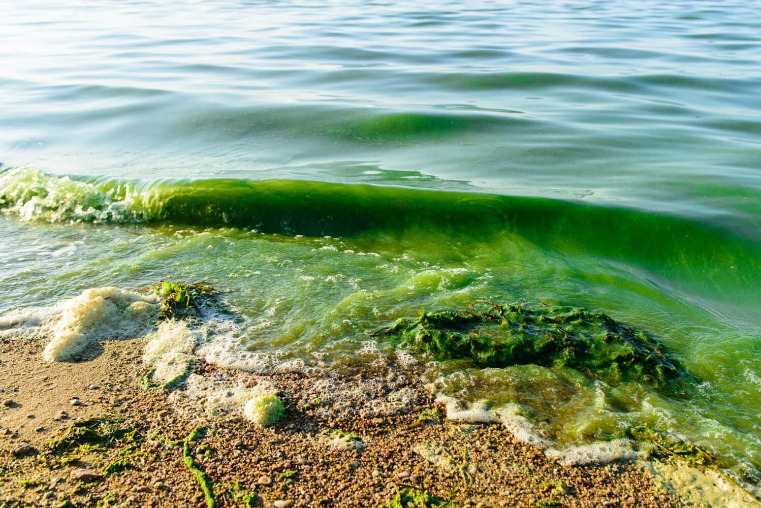 algae on a lake shore